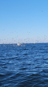 Catch the Big One in Virginia!